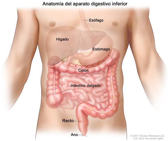 anatomia intestinos